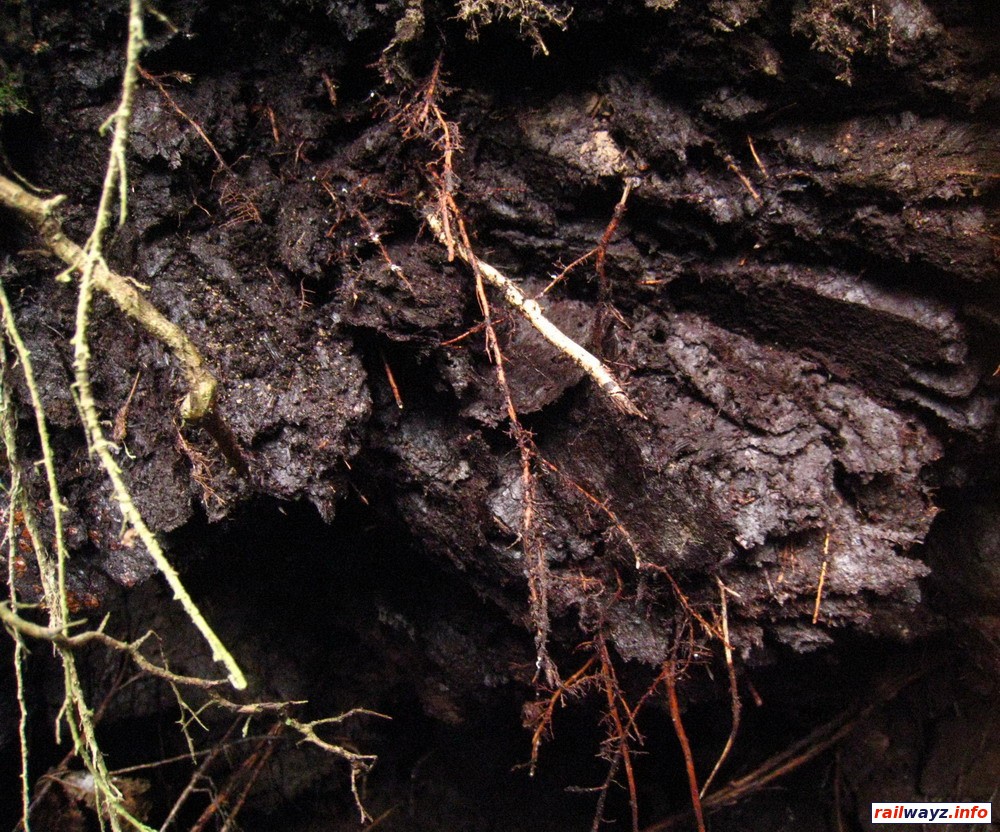 Торфяник муравинского возраста (фото - Носова О.)