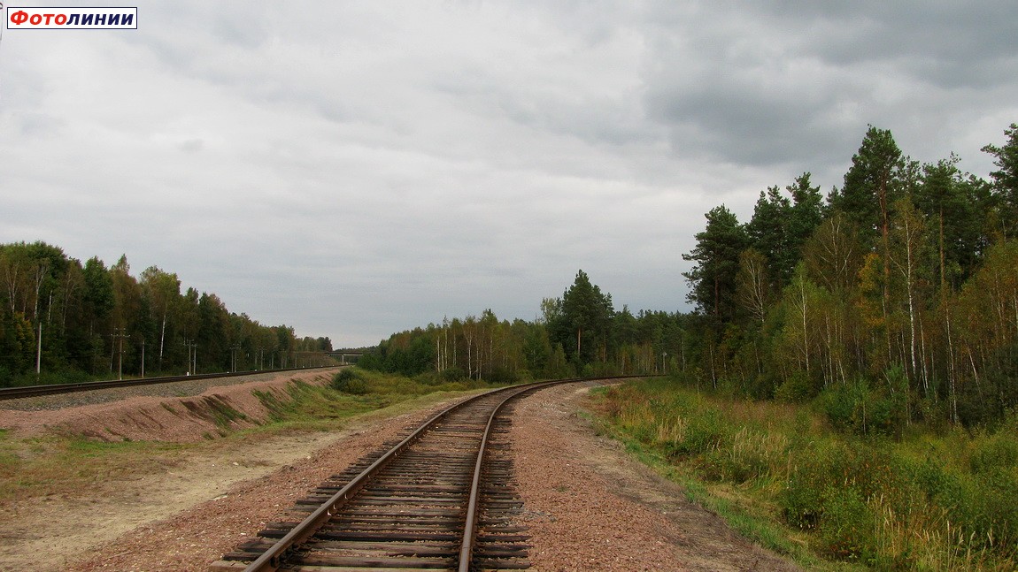 Путь в сторону Барбарова, вид со стороны о.п. Сосновый Бор