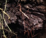 Торфяник муравинского возраста (фото - Носова О.)