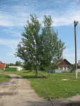 обгонный пункт Кореневка: Деревья в колее подъездного пути