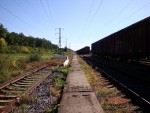 станция Сухолесы: Вид в сторону Мироновки