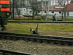 станция Молодечно: Ручная стрелка 284 возле локомотивного депо