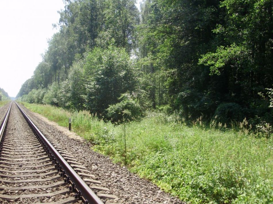 Просека в лесу от бывшего ответвления